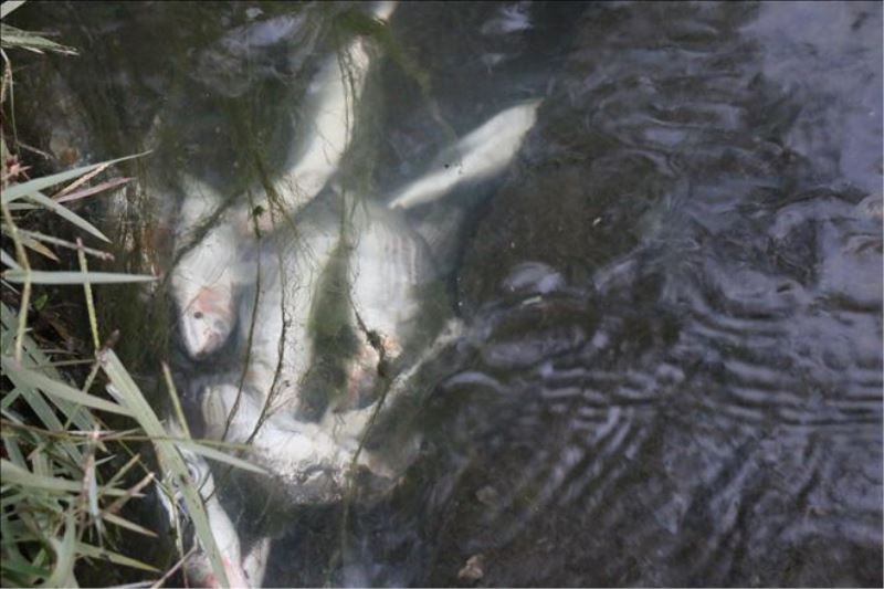 Şüpheli balık ölümü sanıldı ama gerçek sonra ortaya çıktı