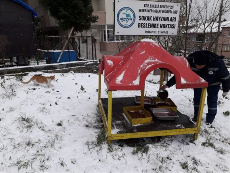 Kdz. Ereğli Belediyesi sokak hayvanlarını unutmadı