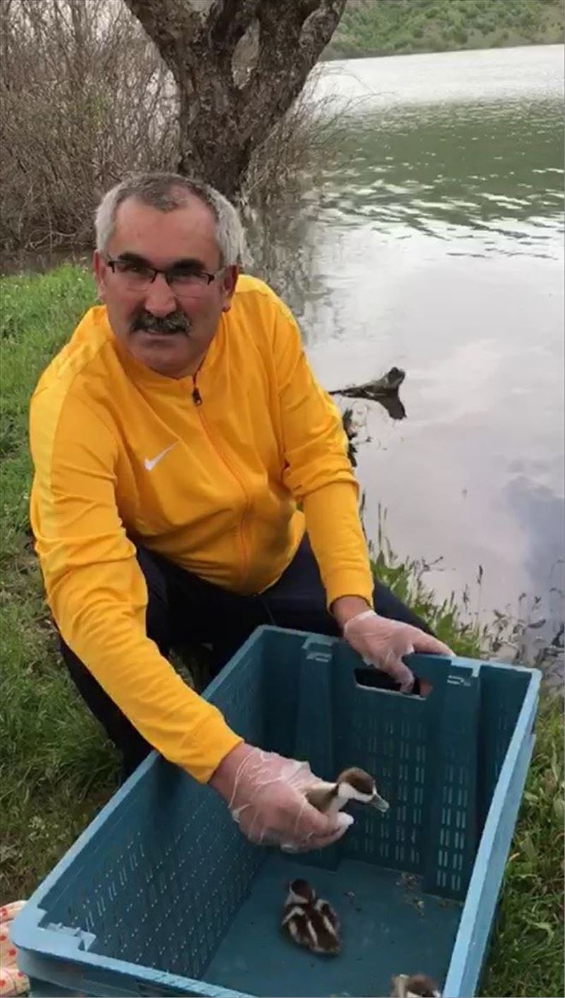 Tahliye kanalına düşen yaban ördeği yavrularını belediye başkanı kurtardı