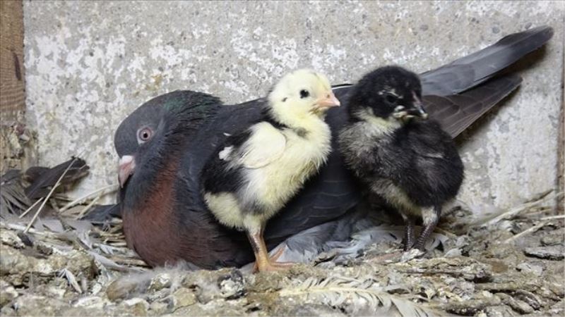 Güvercinler civcilere annelik yapıyor